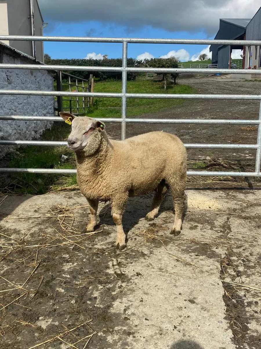 Pedigree Registered Charolais Ram Lamb - Image 4