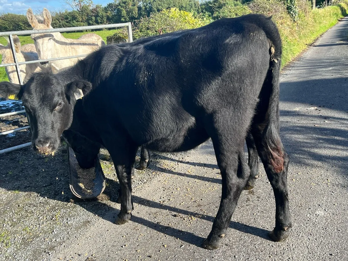 Heifers - Image 3