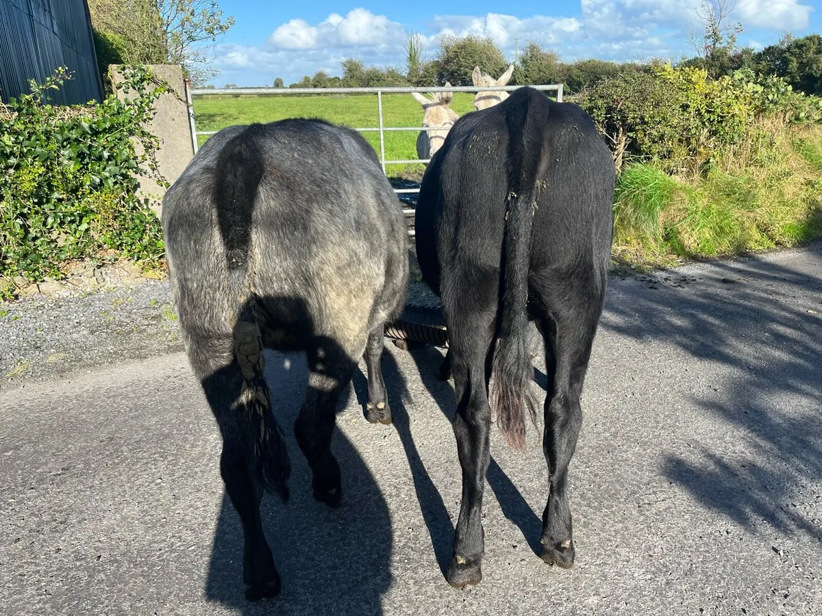 Heifers - Image 1
