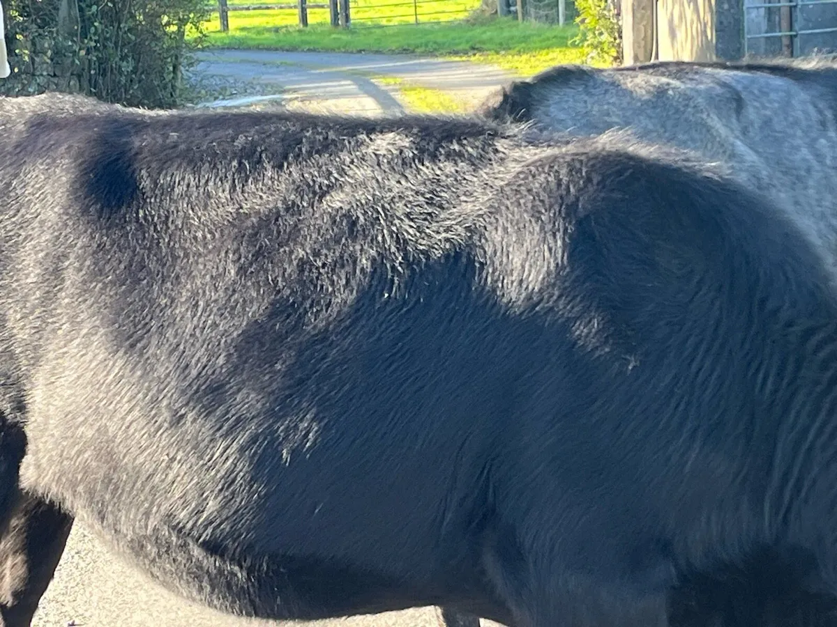 Heifers - Image 2