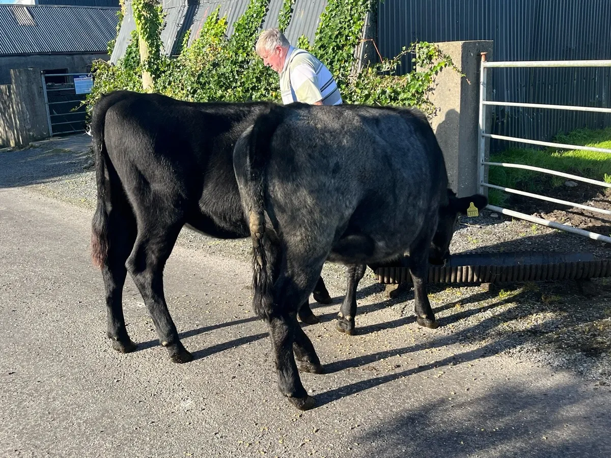 Heifers - Image 4