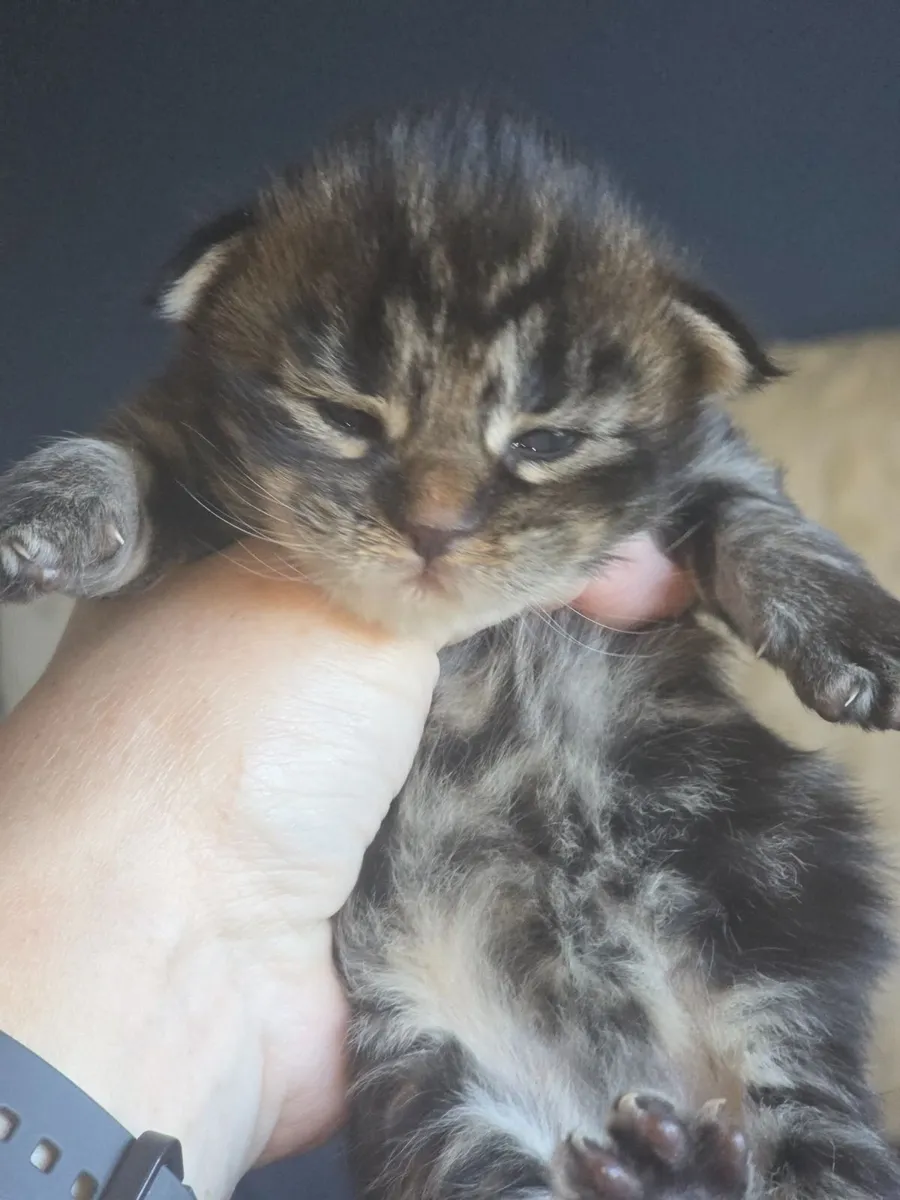 Maine Coon Kittens - Image 2
