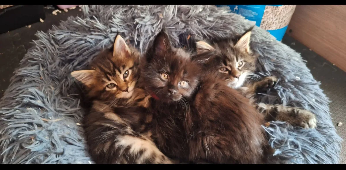 Maine Coon Kittens - Image 3