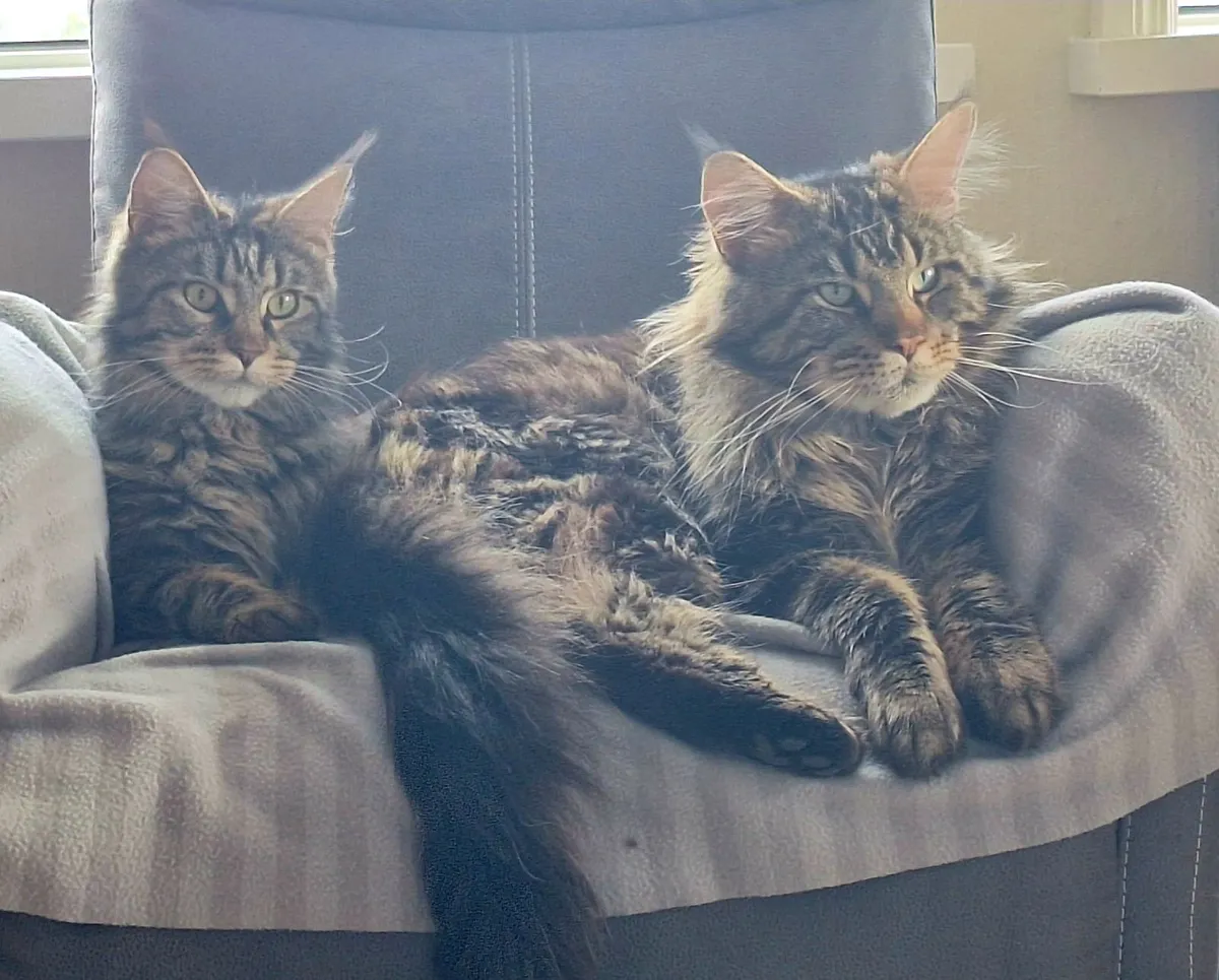 Maine Coon Kittens - Image 4