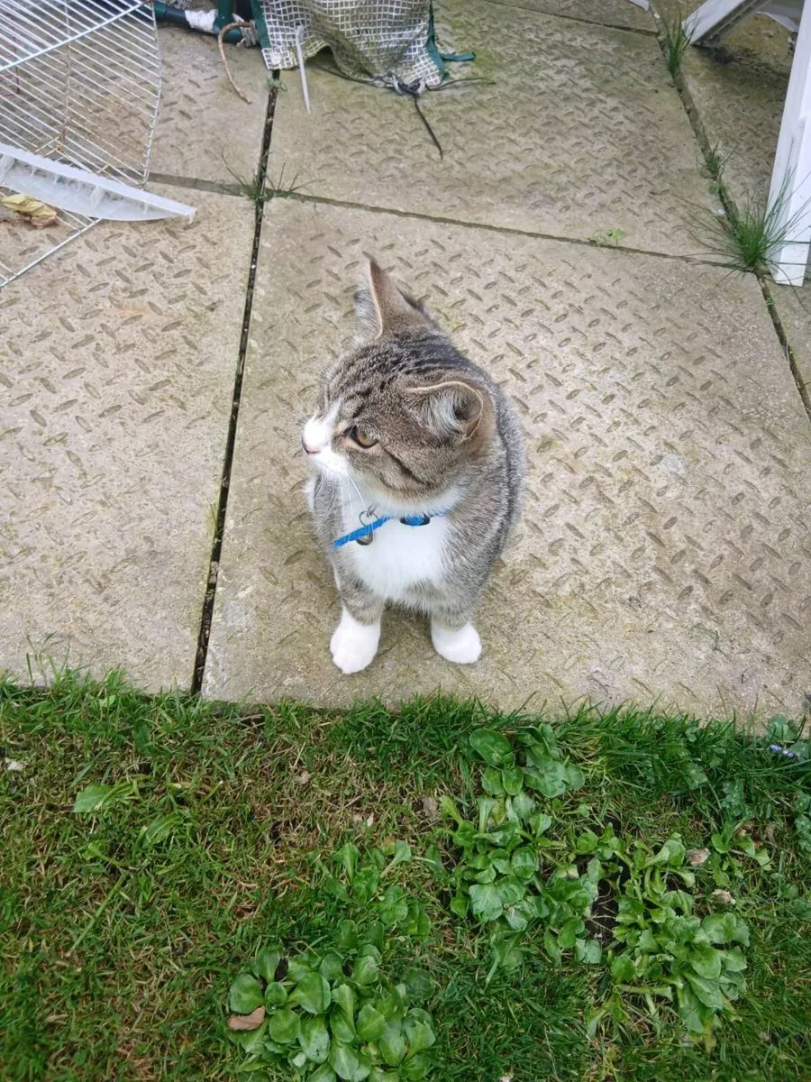 Female Kitten - Image 3