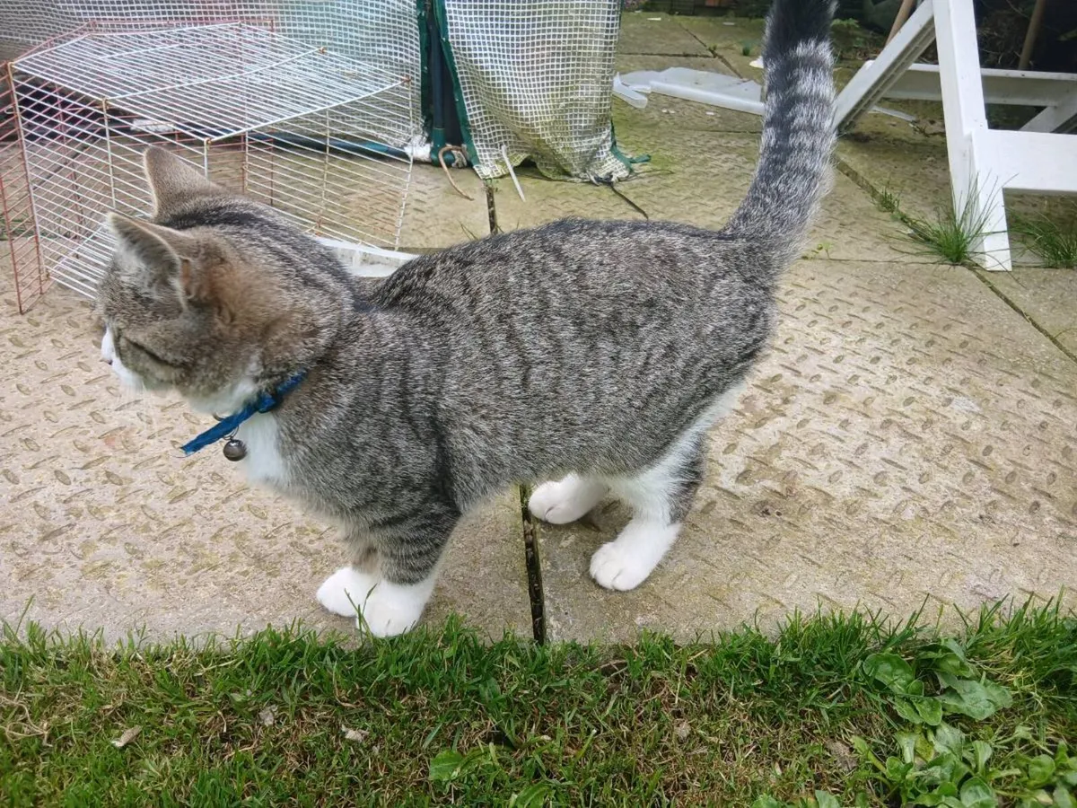 Female Kitten - Image 4