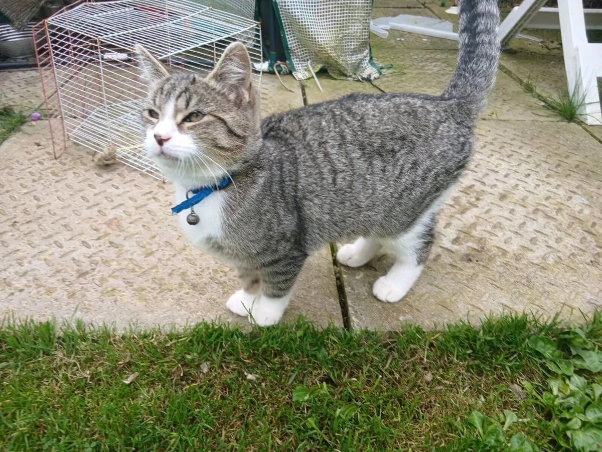 Female Kitten - Image 2