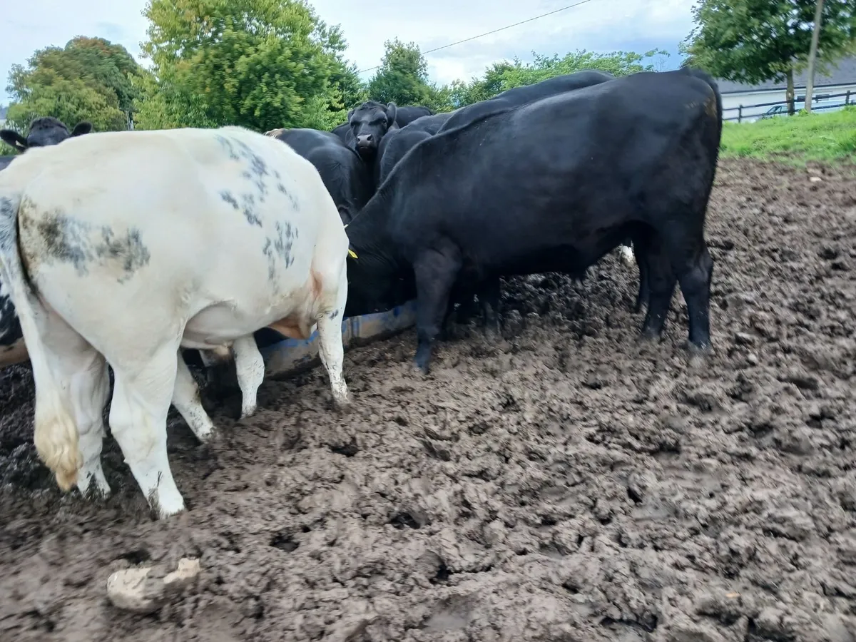Bullocks/bulls - Image 3