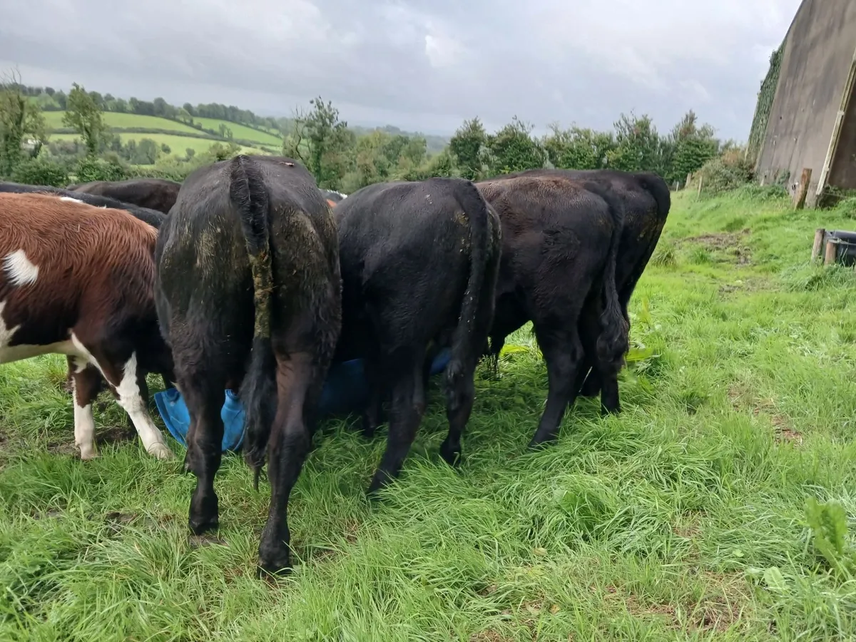 Bulls - Image 1