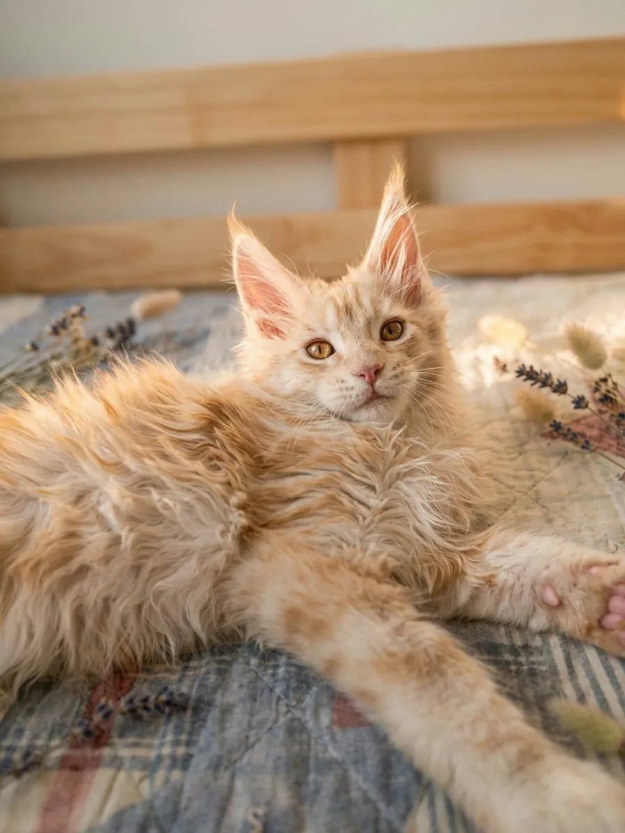 Maine Coon Iker (WCF registered) for sale. - Image 1