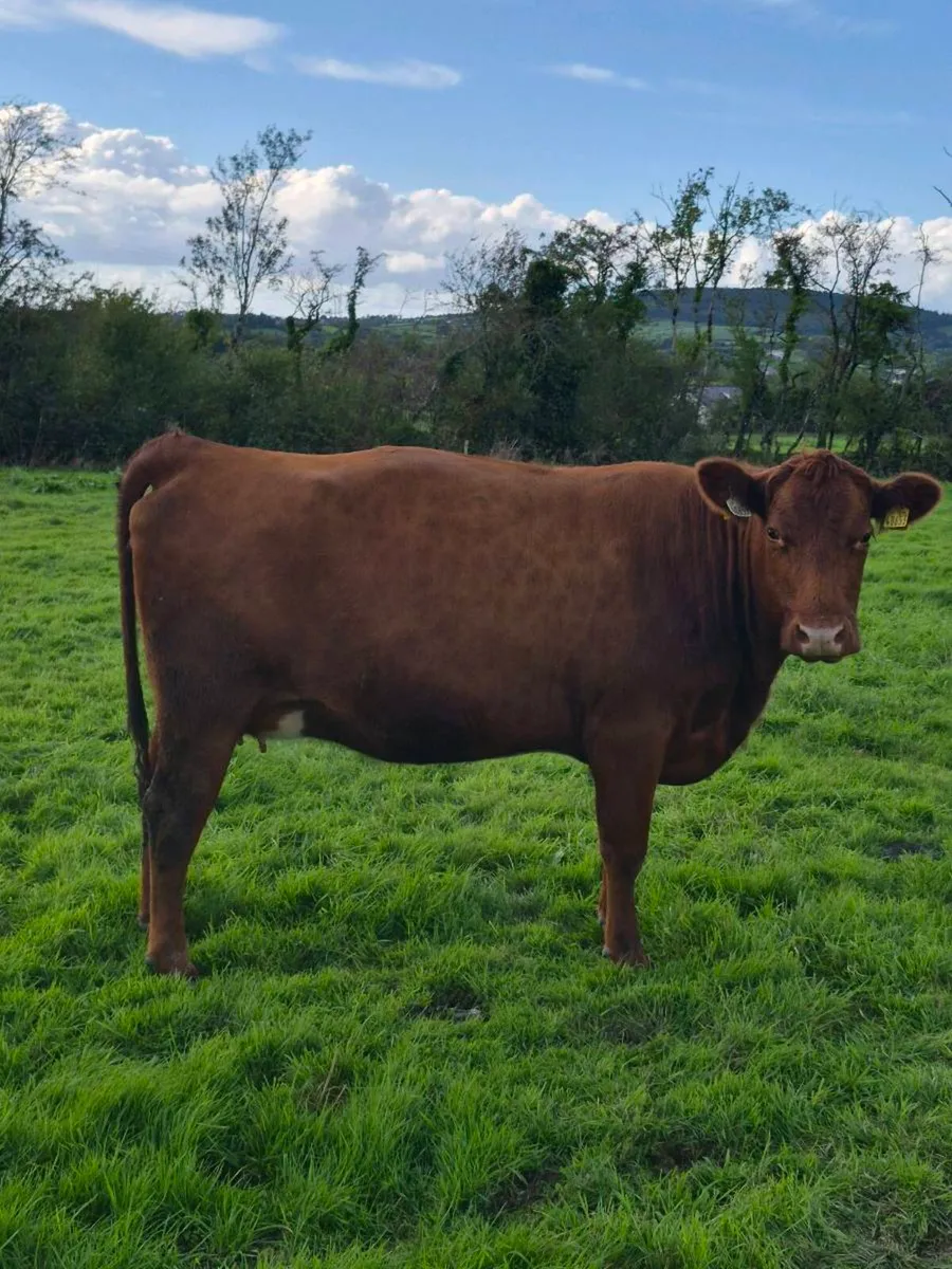 Lovely Incalf heifer - Image 2