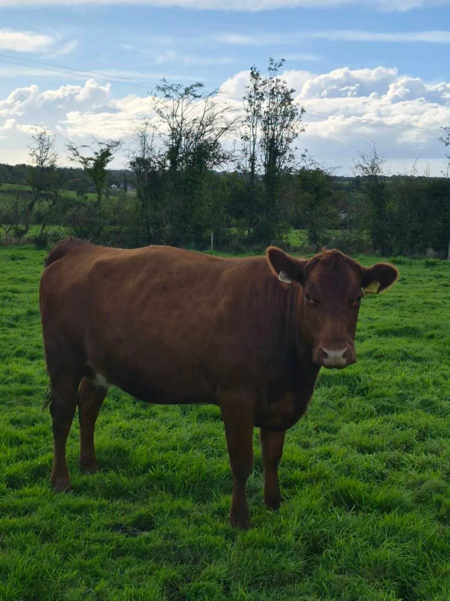 Lovely Incalf heifer - Image 3