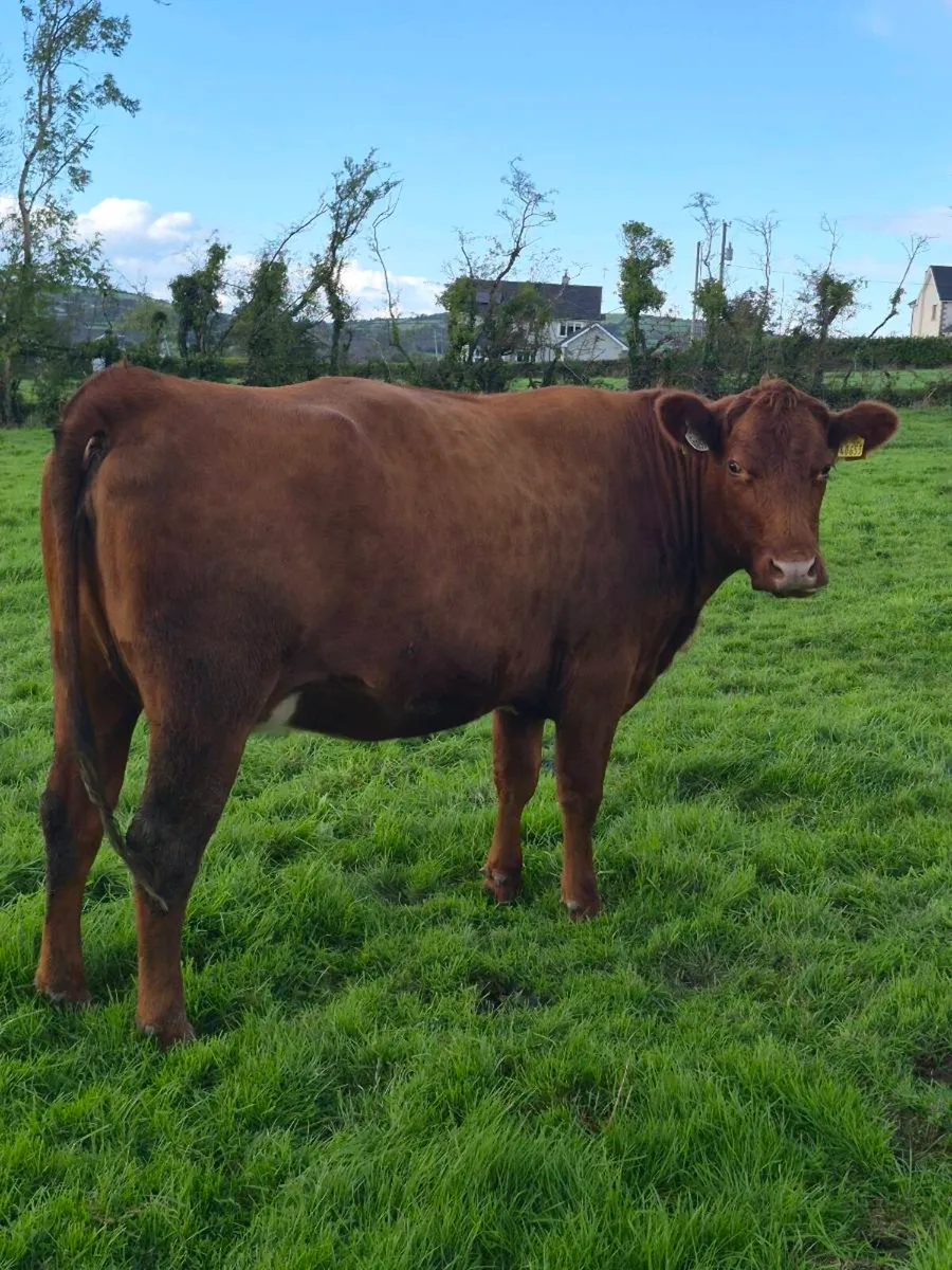 Lovely Incalf heifer - Image 4