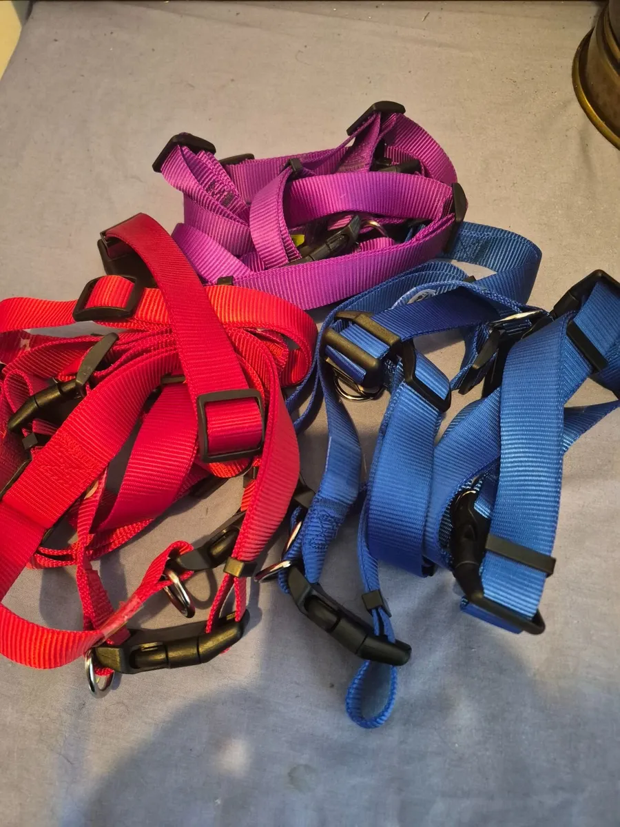 Dog collars lots 80 collars for 100 euros - Image 1