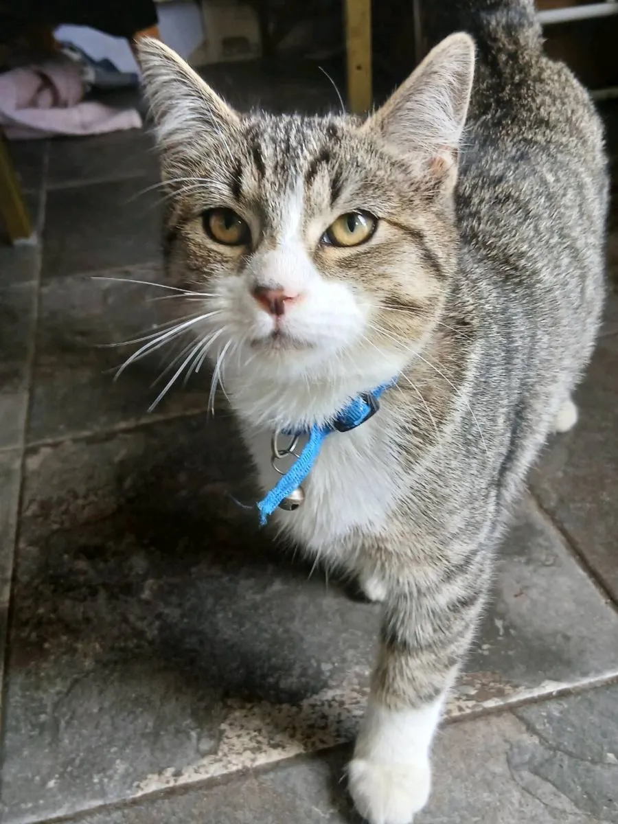 Female Kitten - Image 1