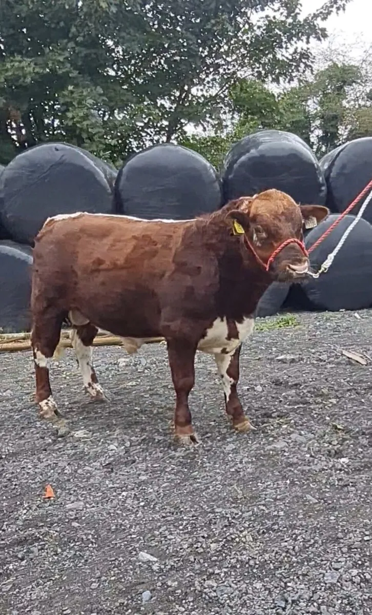 Irish Moiled bull - Image 4