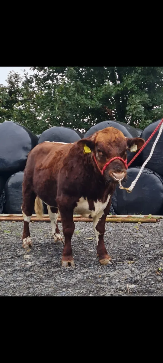 Irish Moiled bull - Image 1