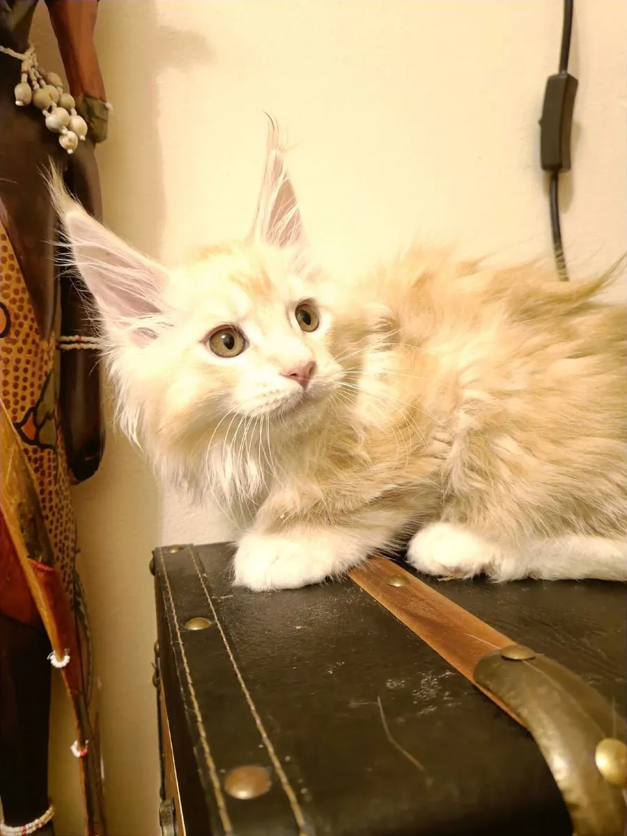 Maine Coon Iker (WCF registered) for sale. - Image 3