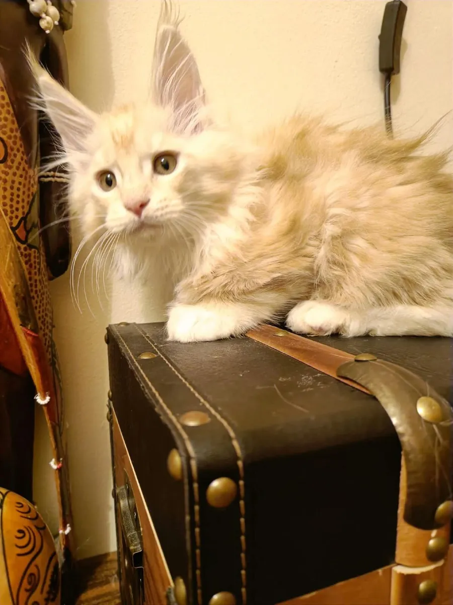 Maine Coon Iker (WCF registered) for sale. - Image 4