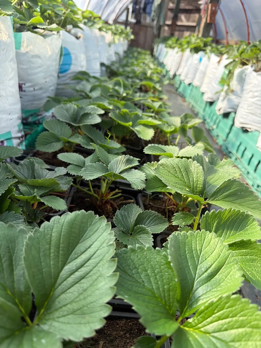 Strawberries - Image 1