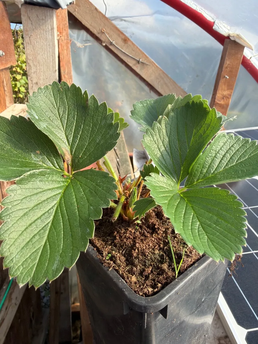 Strawberries - Image 2
