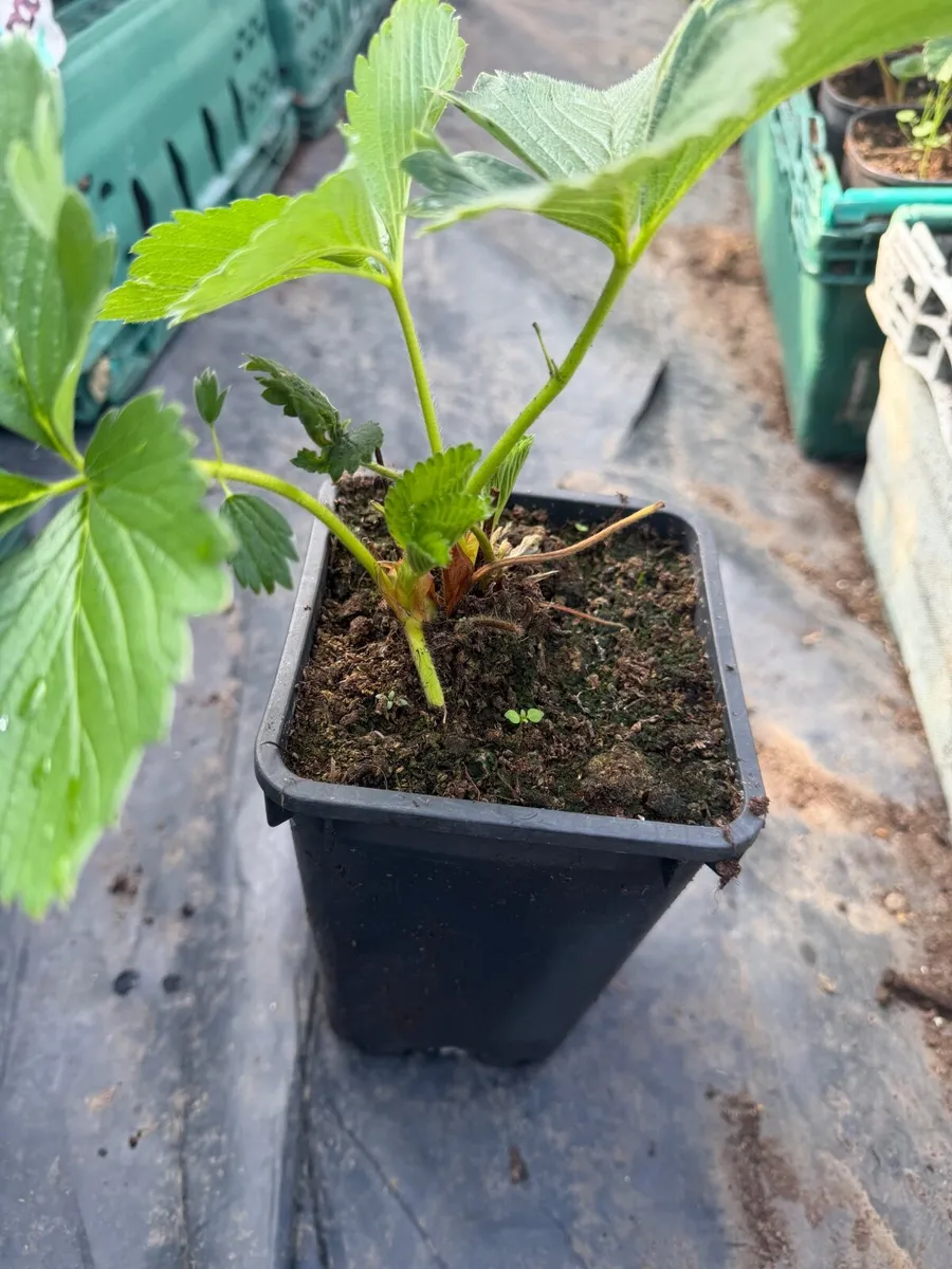 Strawberries - Image 3