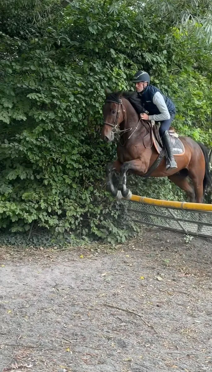 Horse for Sale - Image 1