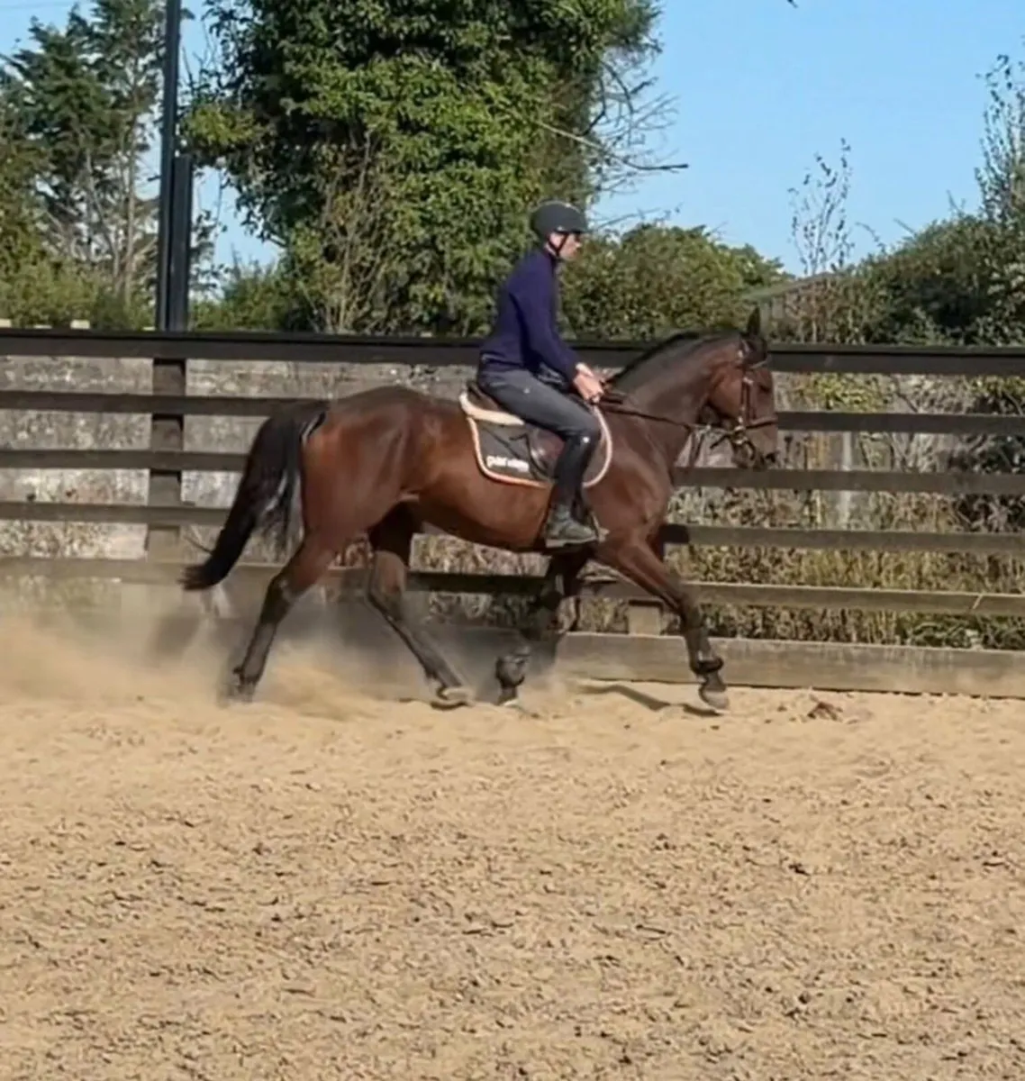 Horse for Sale - Image 2