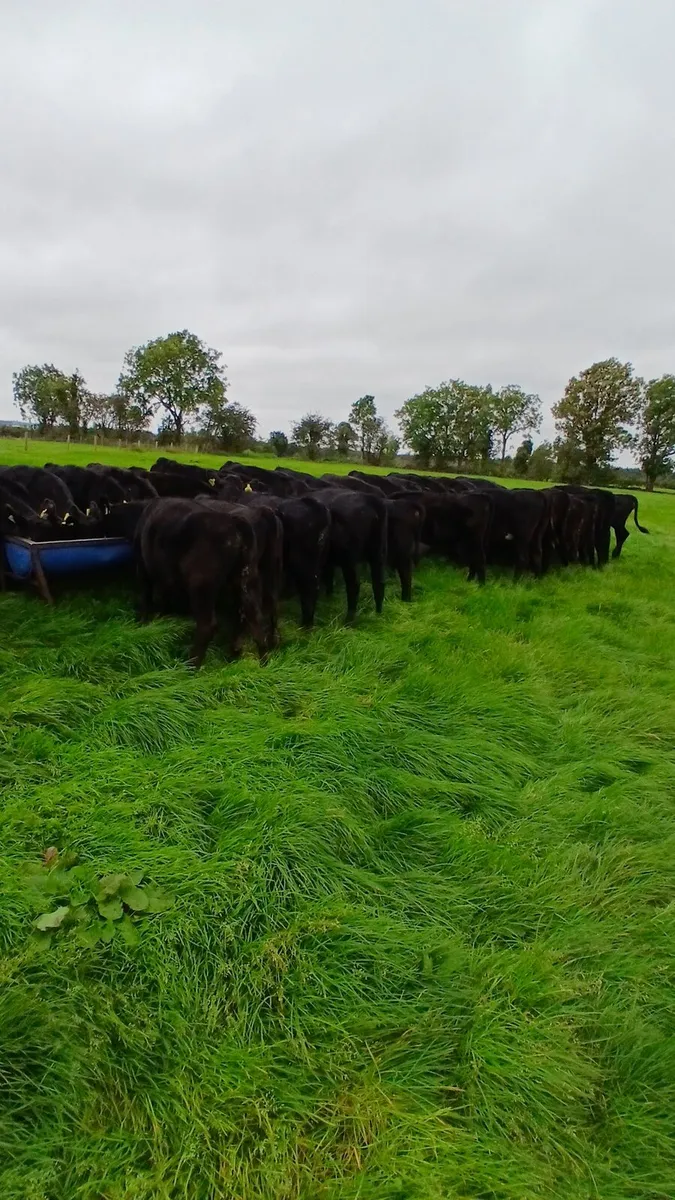 Angus weanlings - Image 1
