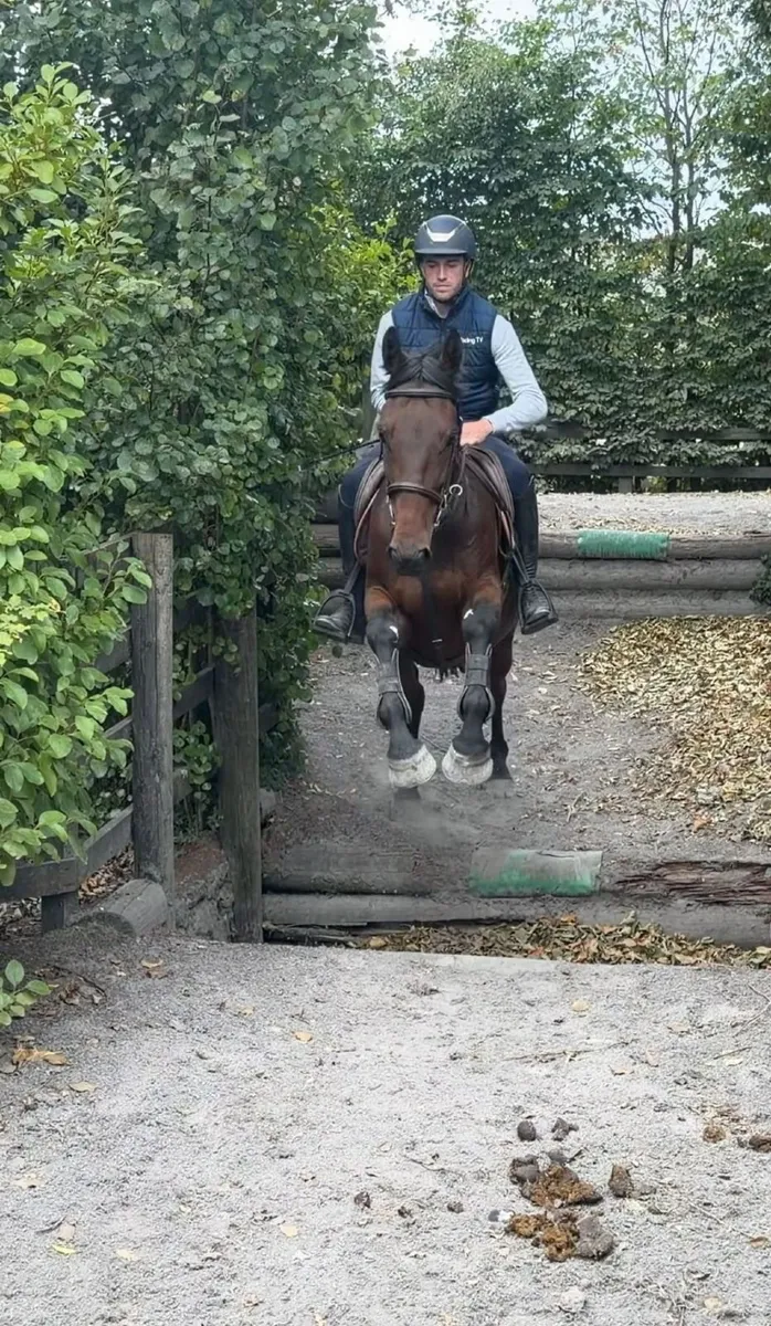 Horse for Sale - Image 3