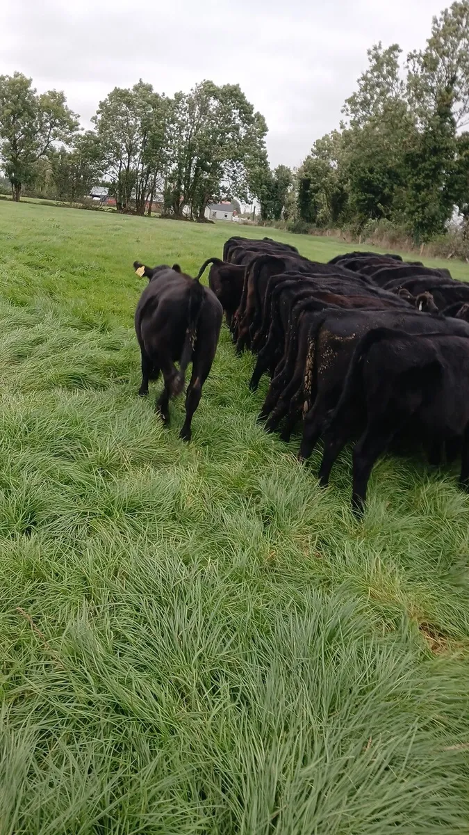 Angus weanlings - Image 3