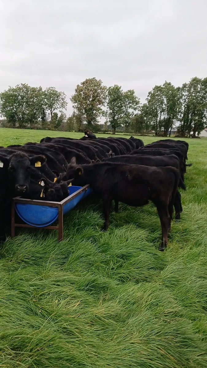 Angus weanlings - Image 2