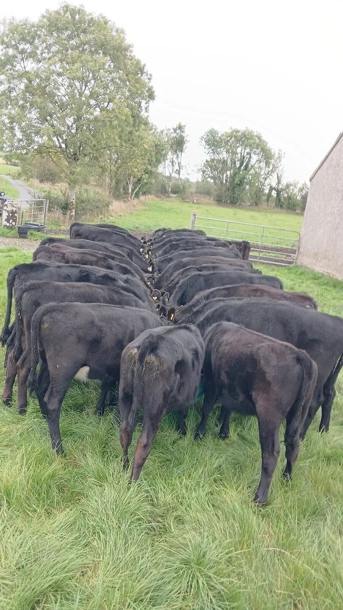 Angus weanlings - Image 4