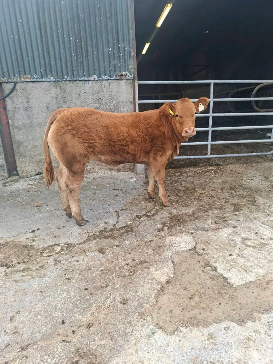 Lim heifer - Image 1