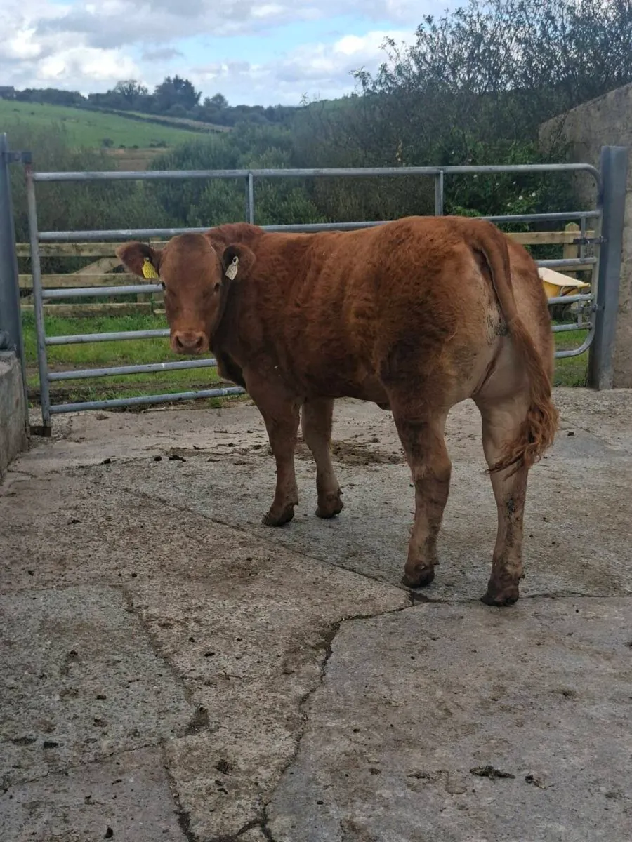 Lim heifer - Image 2