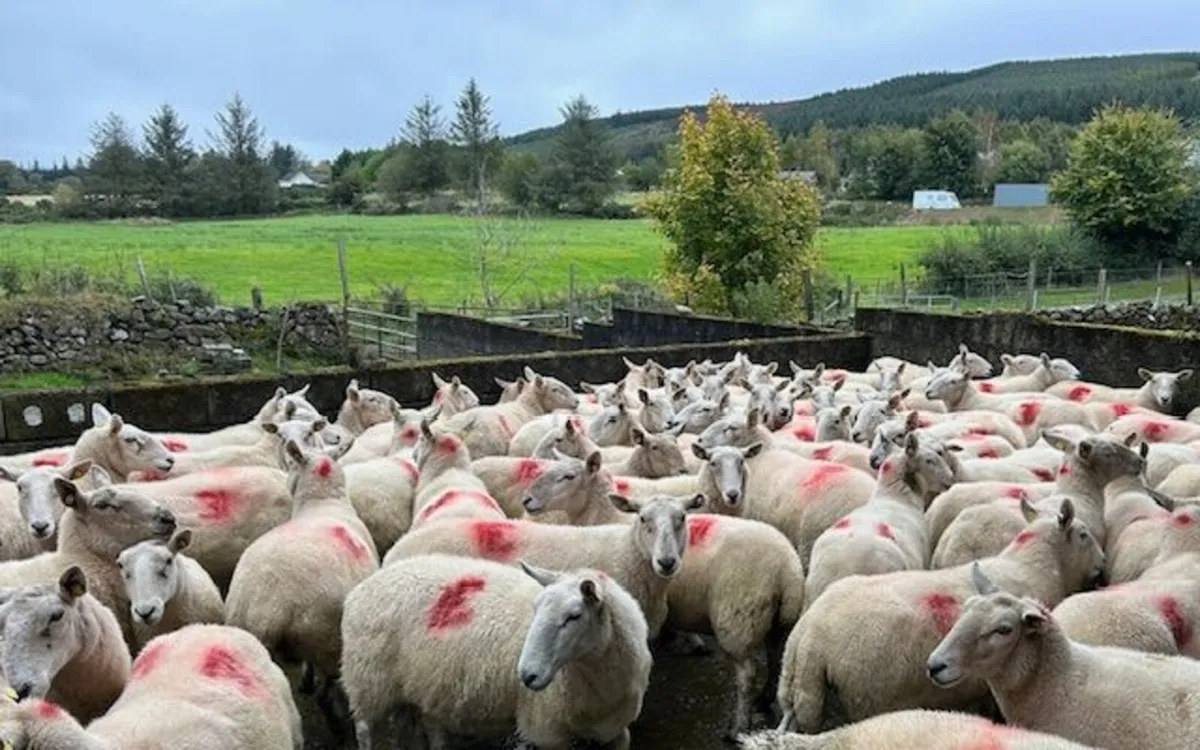 sheep - Image 2