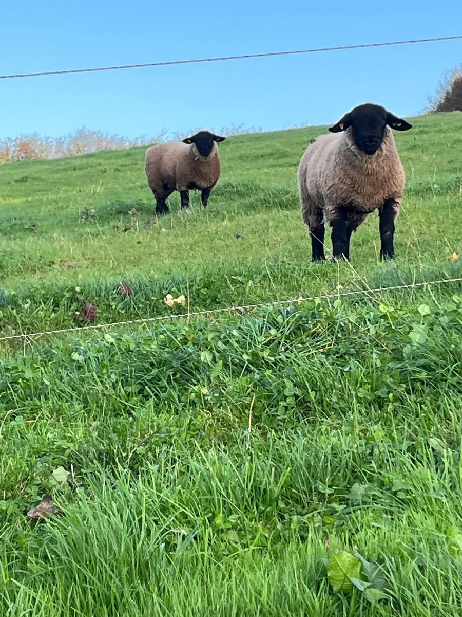 Pure bred  Suffolk rams for sale - Image 1