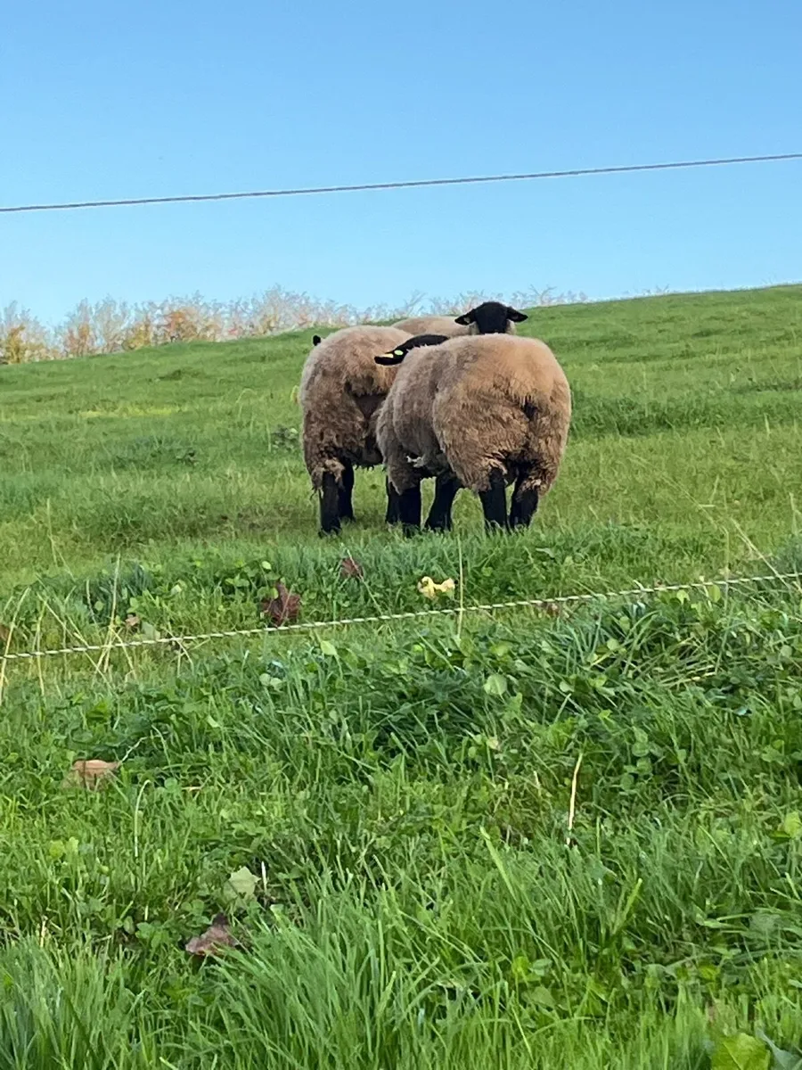 Pure bred  Suffolk rams for sale - Image 2
