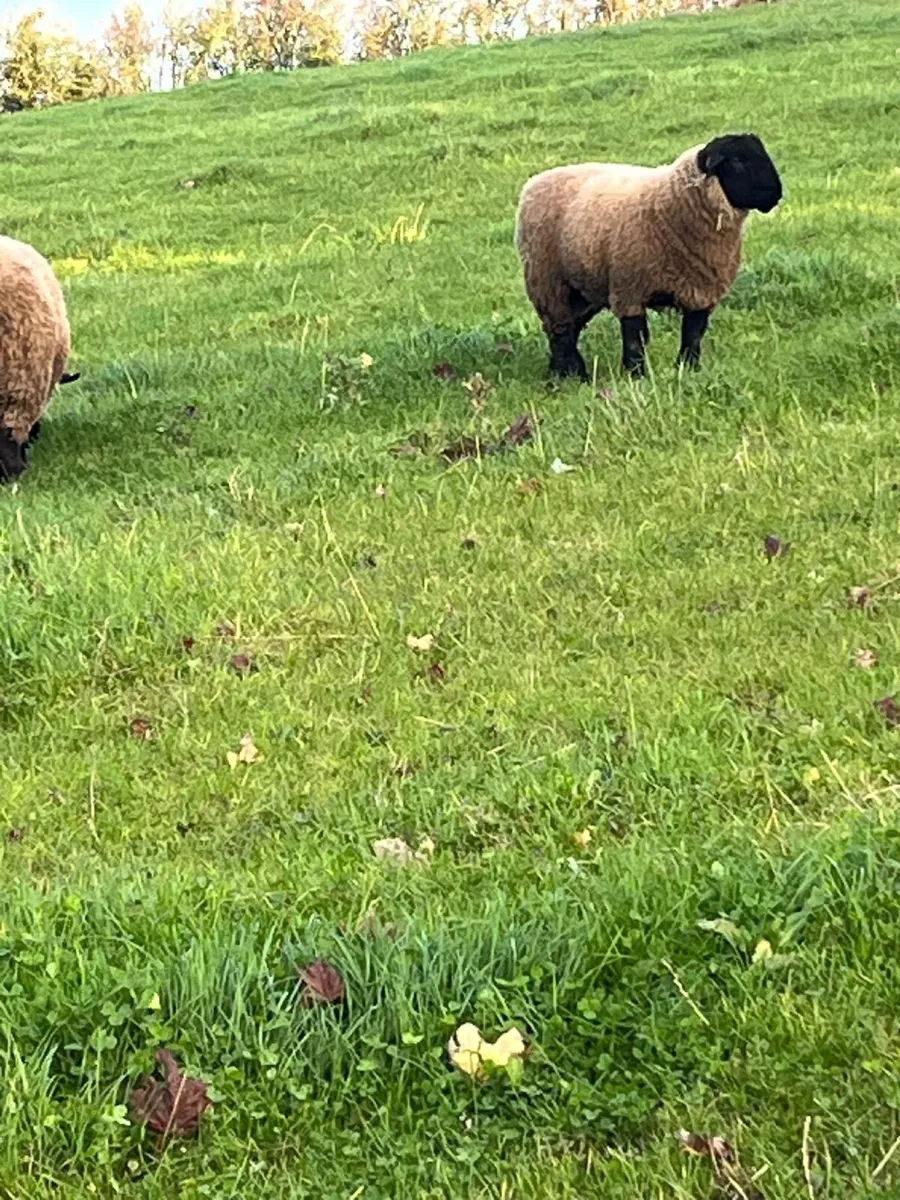 Pure bred  Suffolk rams for sale - Image 3
