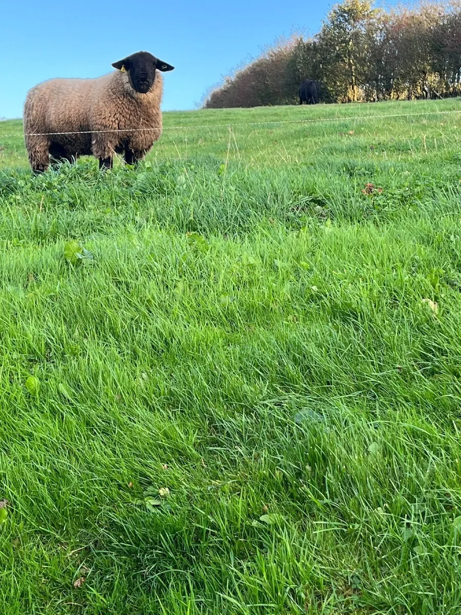 Pure bred  Suffolk rams for sale - Image 4