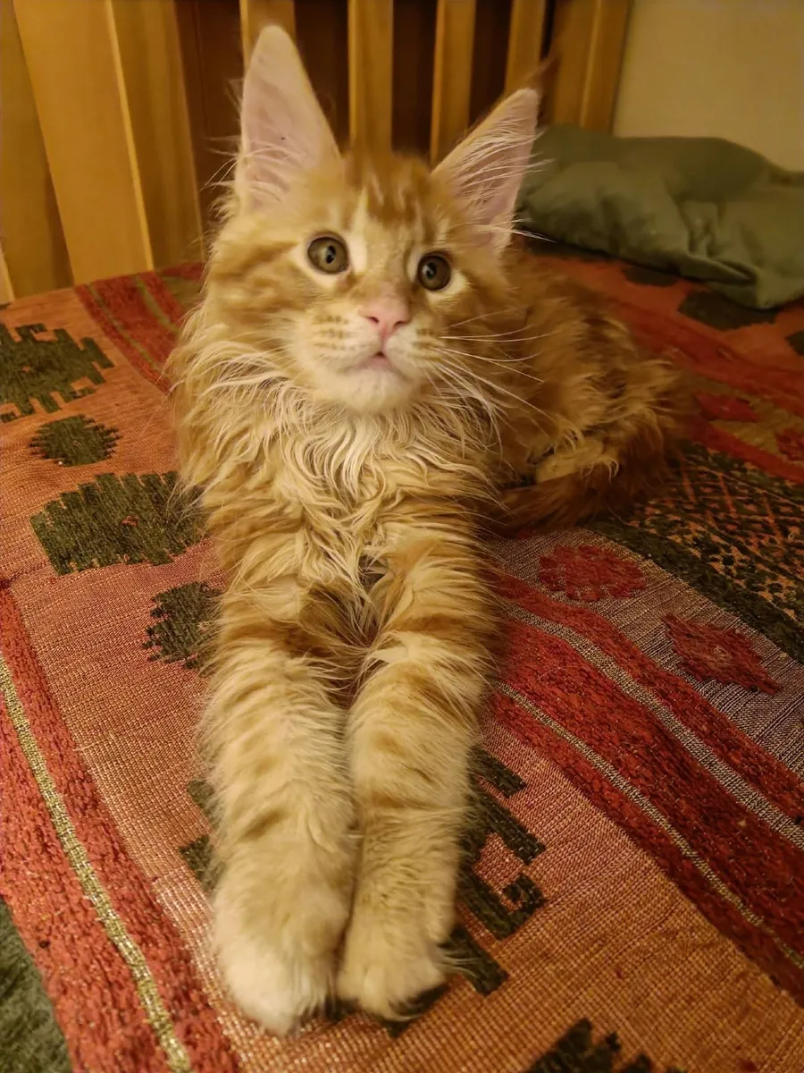 Maine Coon kitty Ivy  for sale. - Image 3