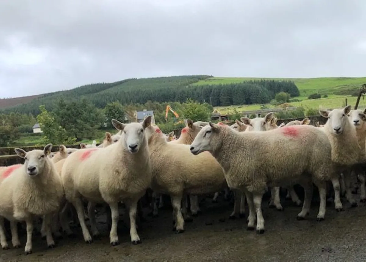 sheep - Image 1