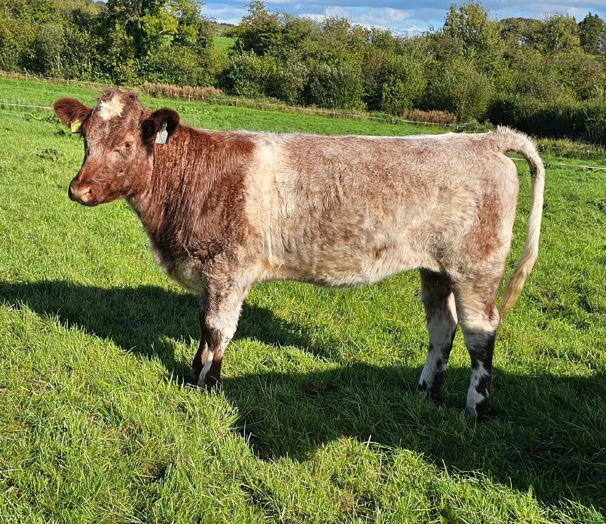 Pedigree Registered Shorthorn Heifer - Image 1