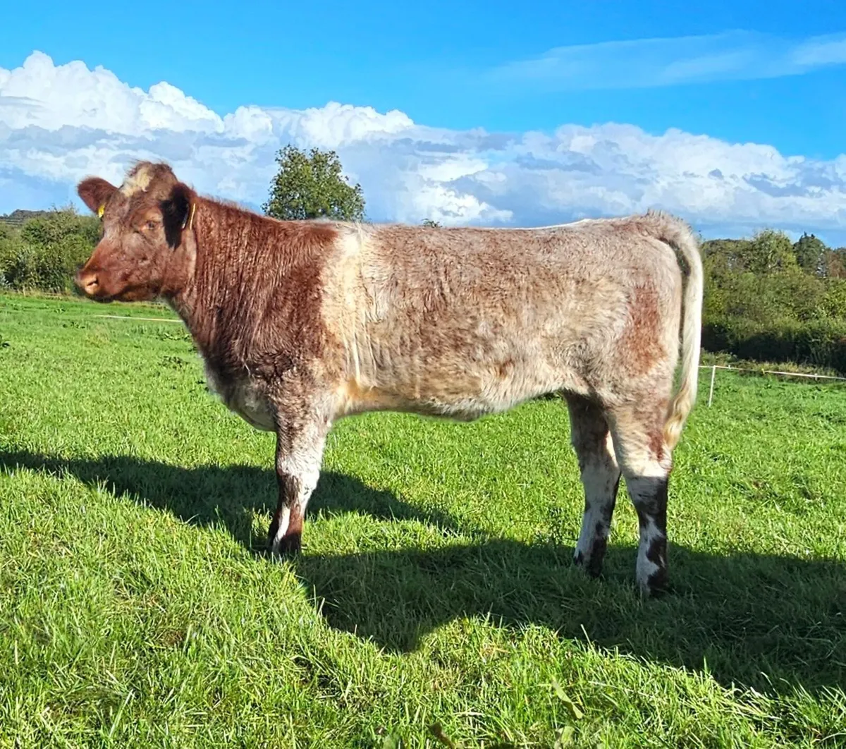 Pedigree Registered Shorthorn Heifer - Image 2