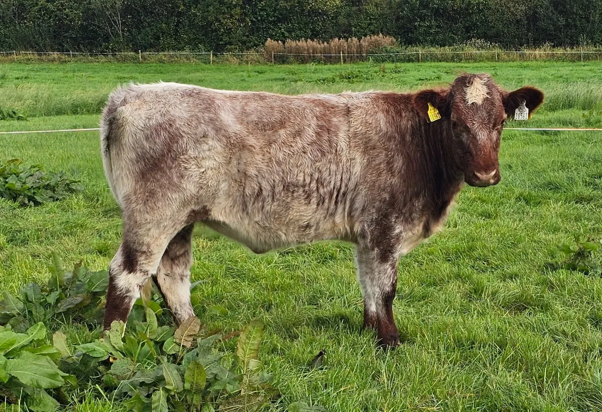 Pedigree Registered Shorthorn Heifer - Image 3