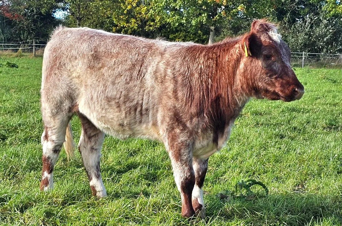 Pedigree Registered Shorthorn Heifer - Image 4