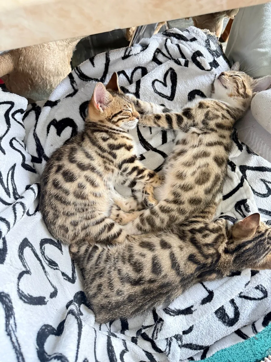Mix Bengal Kittens - Image 1