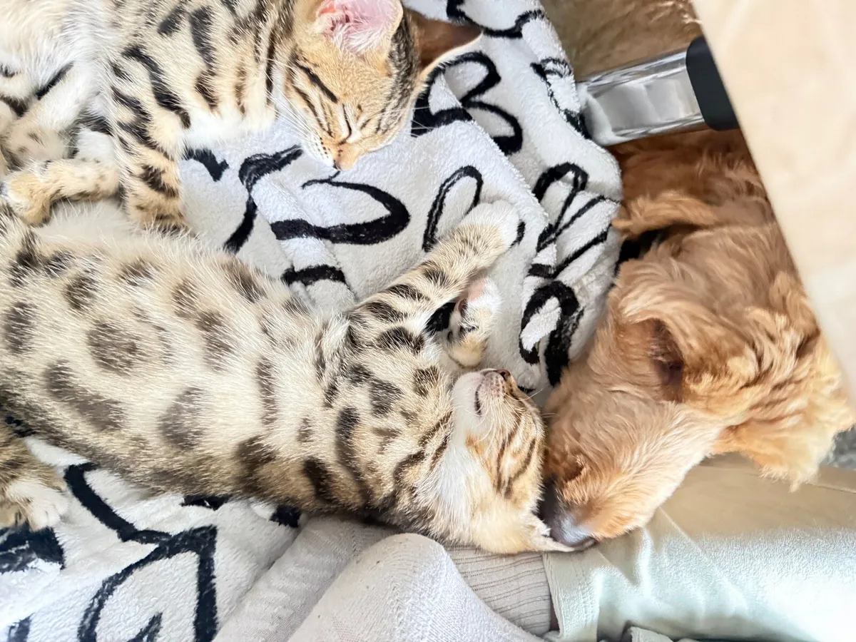 Mix Bengal Kittens - Image 3