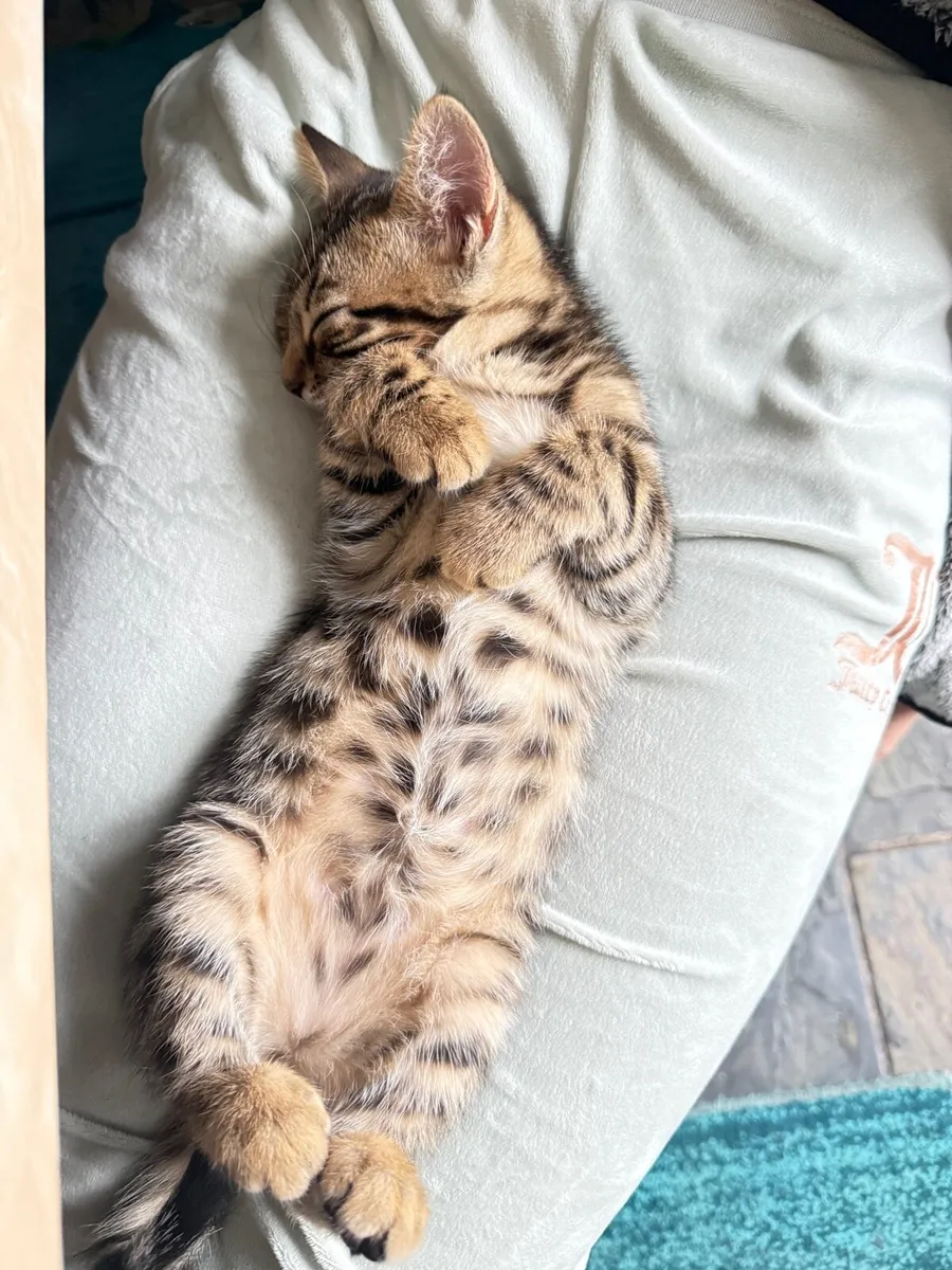 Mix Bengal Kittens - Image 4