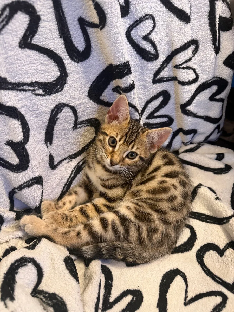 Mix Bengal Kittens - Image 2